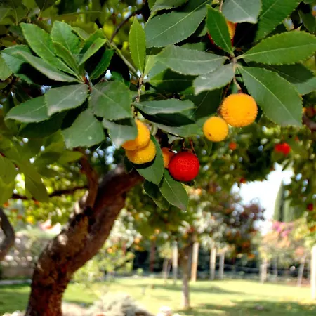 Konukevi Casa Dolce Casa Ruvo Breakfast & Bed Ruvo di Puglia